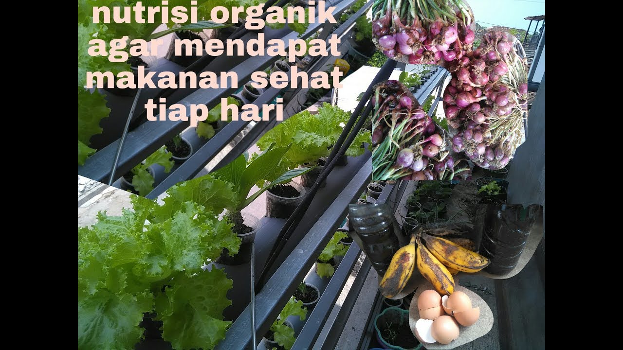 Nutrisi hidroponik organik