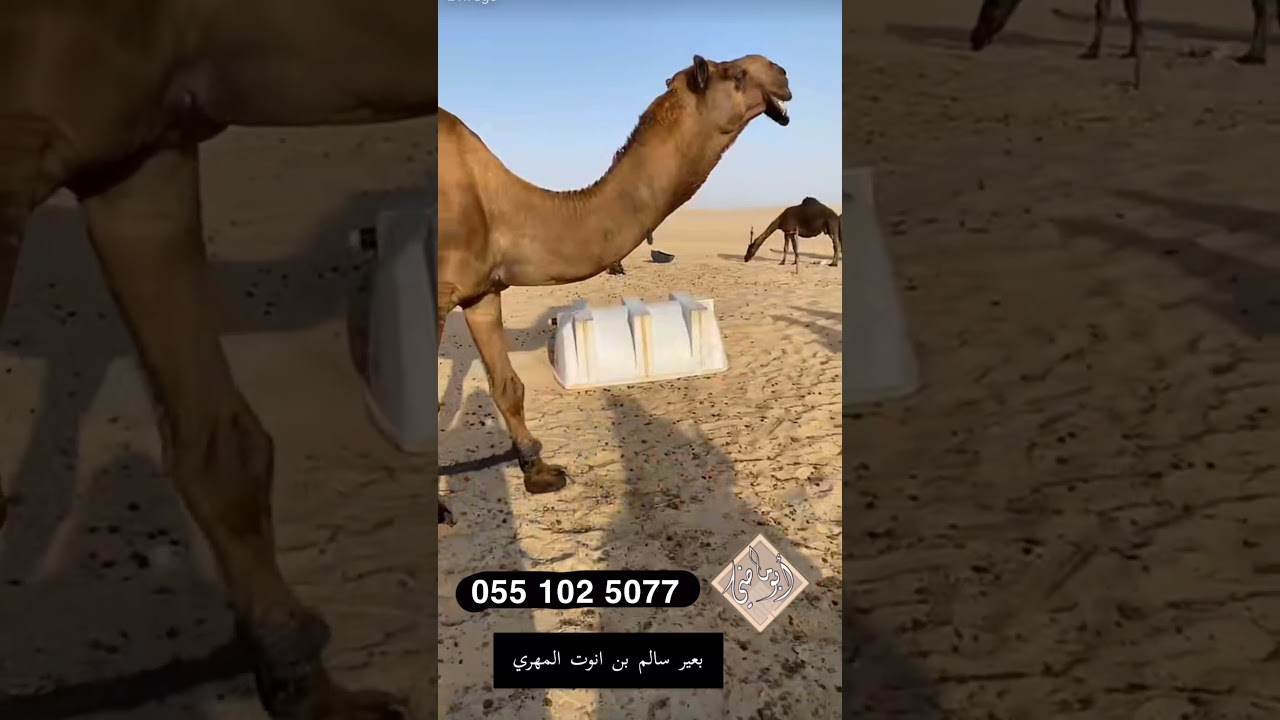 قعودان سالم انوت المهري وانتاجه