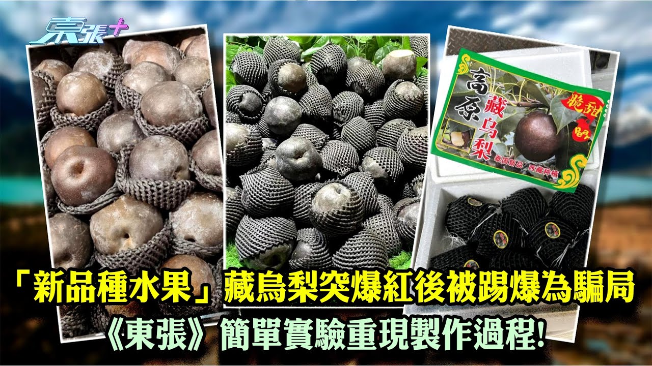 東張西望｜「新品種水果」藏烏梨突爆紅後被踢爆為騙局 《東張》簡單實驗重現製作過程!｜騙局｜藏烏梨｜簡單實驗｜俞可程
