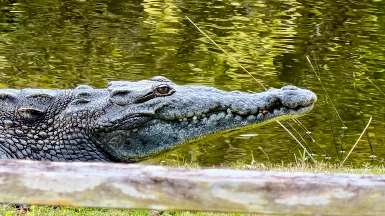 Fairchild Tropical Botanic Garden 2026 | Miami & Coral Gables Florida, crocodiles, iguanas, more!