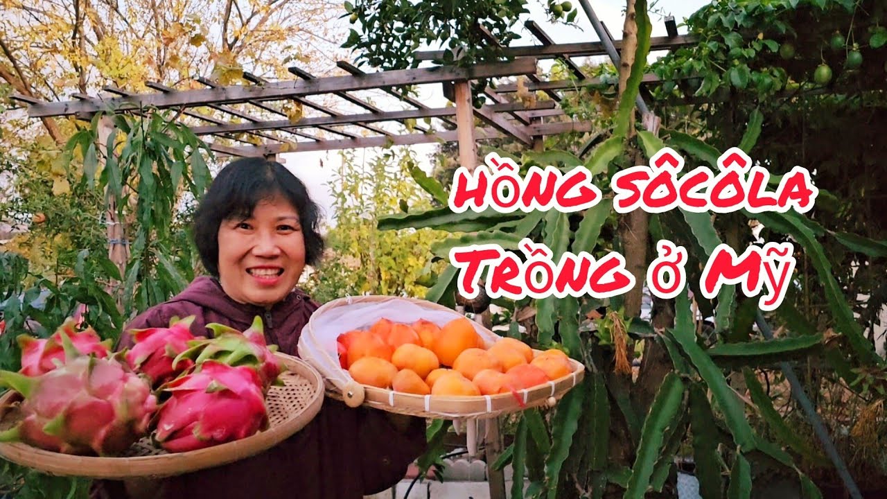 Làm giàn trồng thanh long không tốn tiền, hái hồng socola ăn thử ở Mỹ