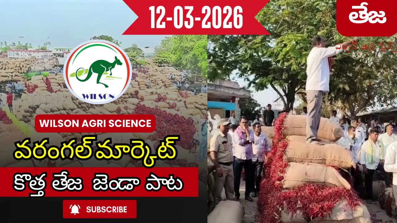 12-03-2026 వరంగల్  మార్కెట్  కొత్త  తేజ జెండా పాట #మిర్చి  #తేజ  మిర్చి  #విల్సన్ అగ్రి సైన్స్