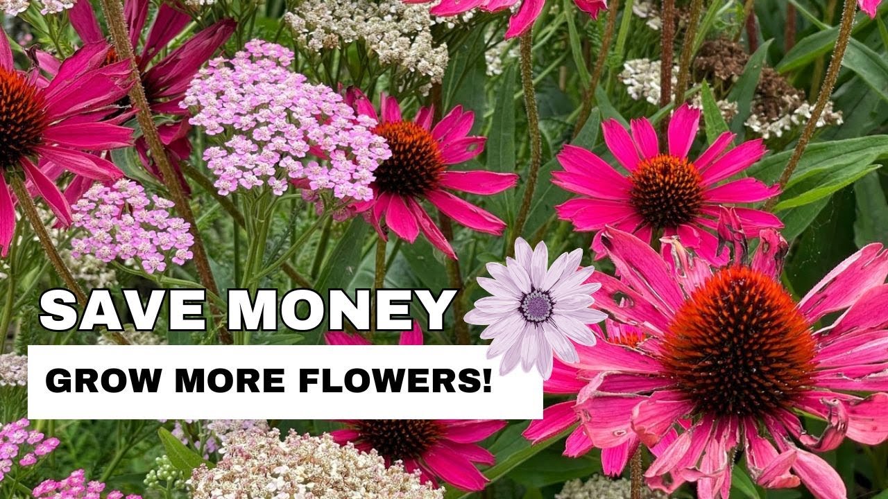 10 Easy Ways to Save Money in Your Flower Garden