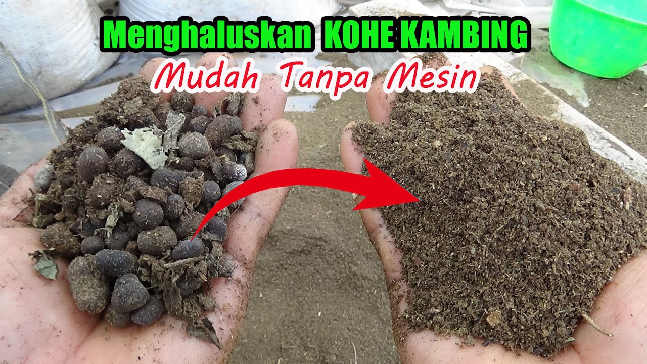 Cara Kami Menghancurkan KOHE KAMBING Menjadi Halus , Lembut & Tanpa Ampas