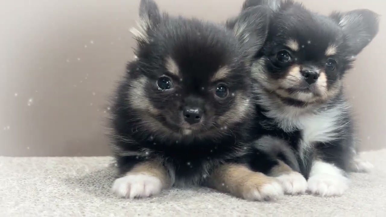 プリティチワワ子犬兄弟！