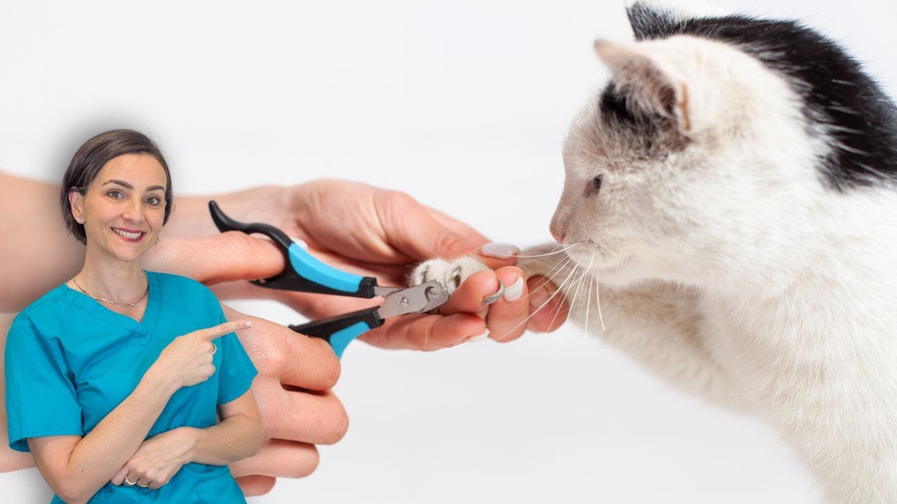 Si possono tagliare le unghie al gatto?