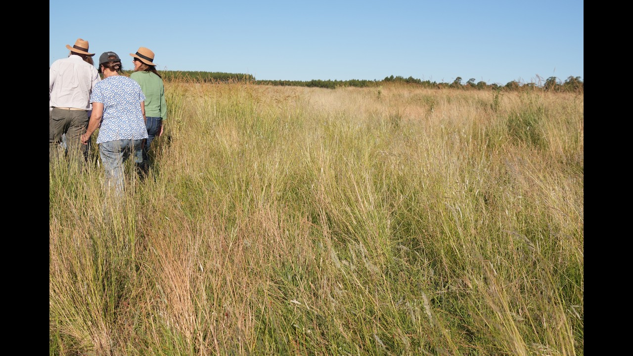 Proyecto de Rehabilitación de campos naturales