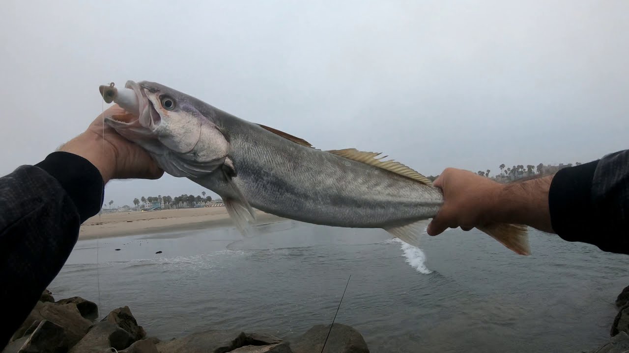 WHITE SEABASS Fishing Setup for Jetty and Rocks