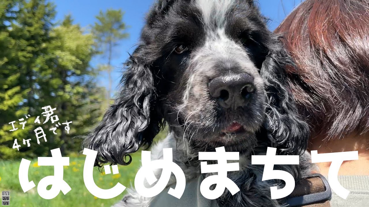 可愛くて面白くてワチャワチャ！赤ちゃんイングリッシュコッカーとのお散歩