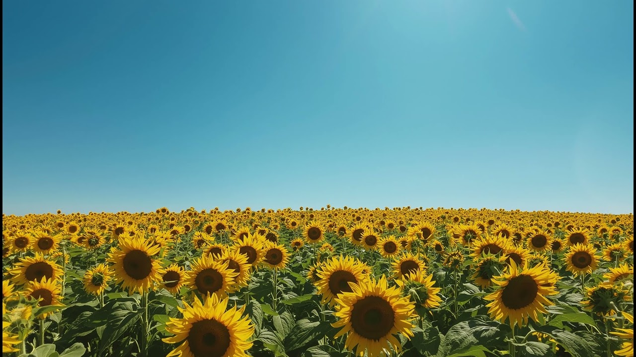 Sunflowers Against the Summer Sky — Brightness for the Heart　（夏空に向かうヒマワリ ― 心を照らす明るさ）
