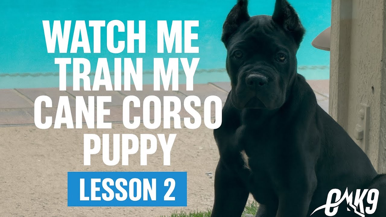 Cane Corso puppy training lesson 2! 