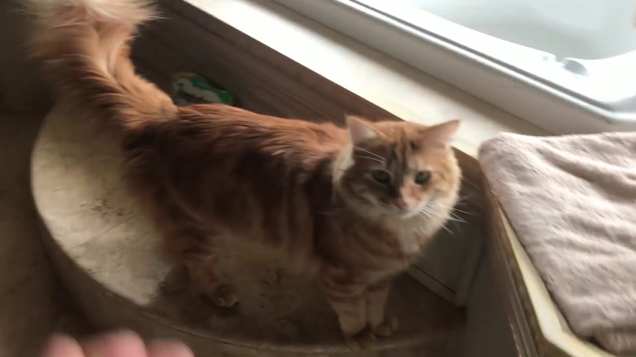 Clever Cat Knows How To Sit on Command