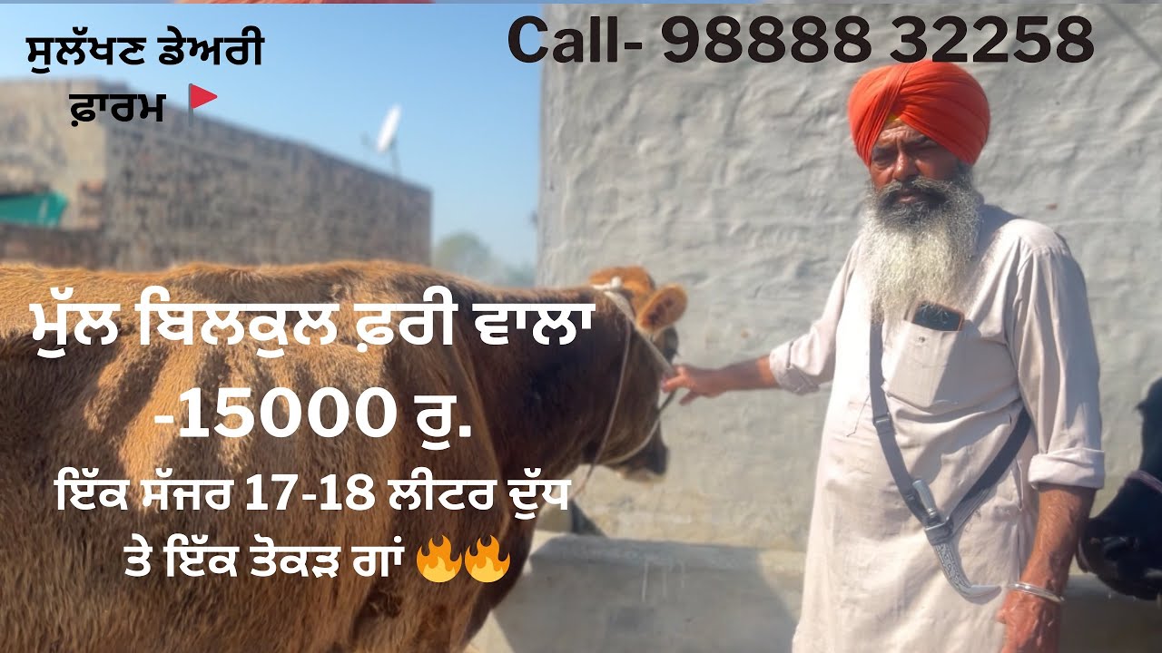 ਮੁੱਲ ਸਿਰਫ਼ 15000 ਹੀ😳। 2 ਸੋਹਣੀਆਂ ਗਾਵਾਂ ਵਿਕਾਊ🔥। ਘੱਟ ਰੇਟ। ਸੁਲੱਖਣ ਡੇਅਰੀ ਫ਼ਾਰਮ-9888832258 🚩