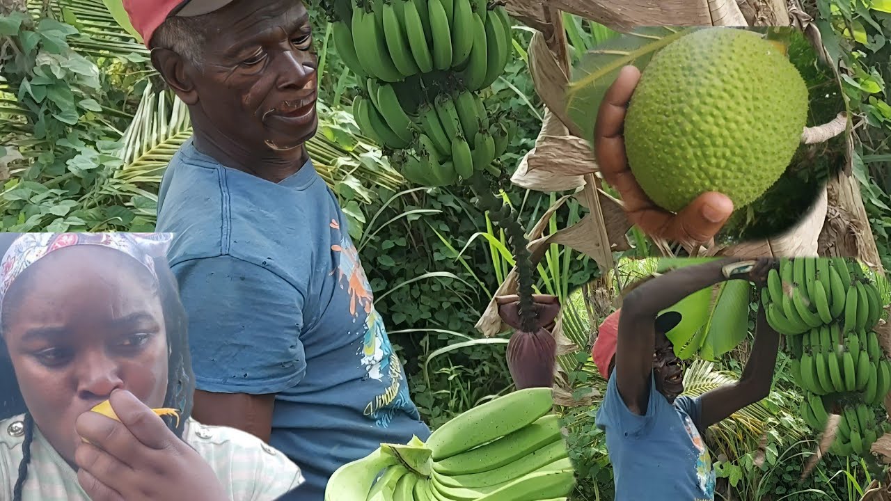 LOOK WHAT ARCHIE GAVE US!! WE GOT GREEN BANANAS AND MANGOES FROM ARCHIE