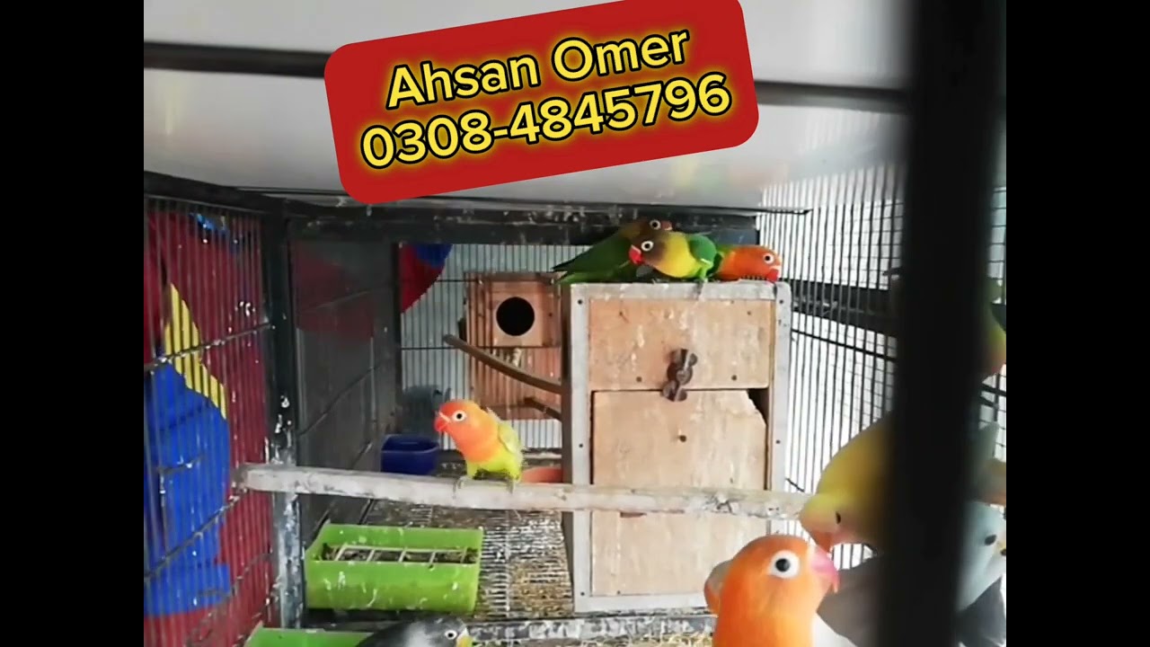 Lovebird Self chicks| Lovebirds growth| Breeding guideline Beginners#vlog #birds #lovebirds #pets