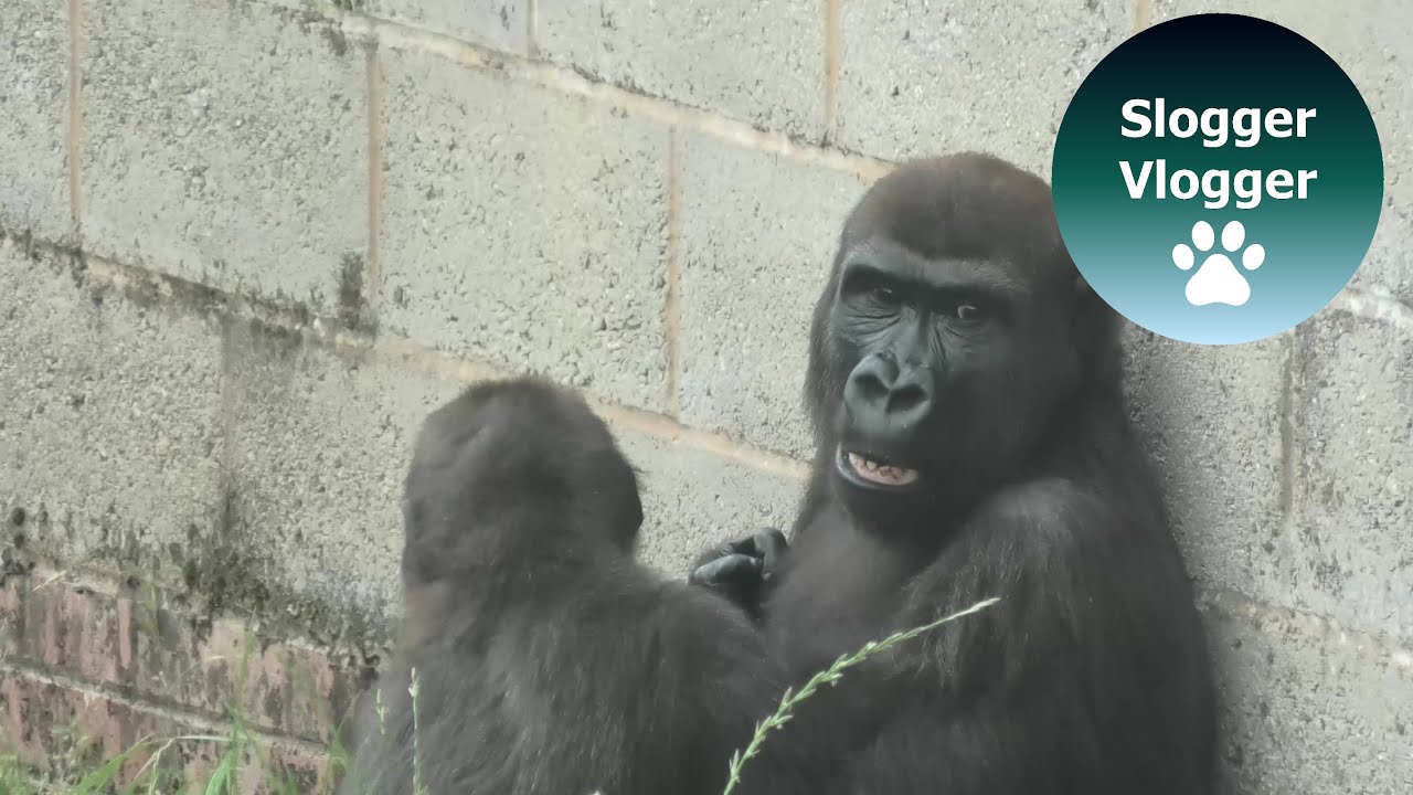 Gorilla Shufai Takes A Ride On His Brother