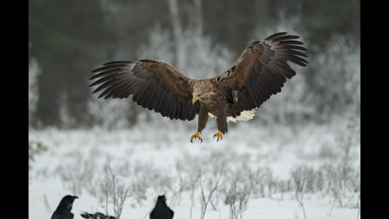 Eagles in Gysinge, Sweden   Lortopalt   226