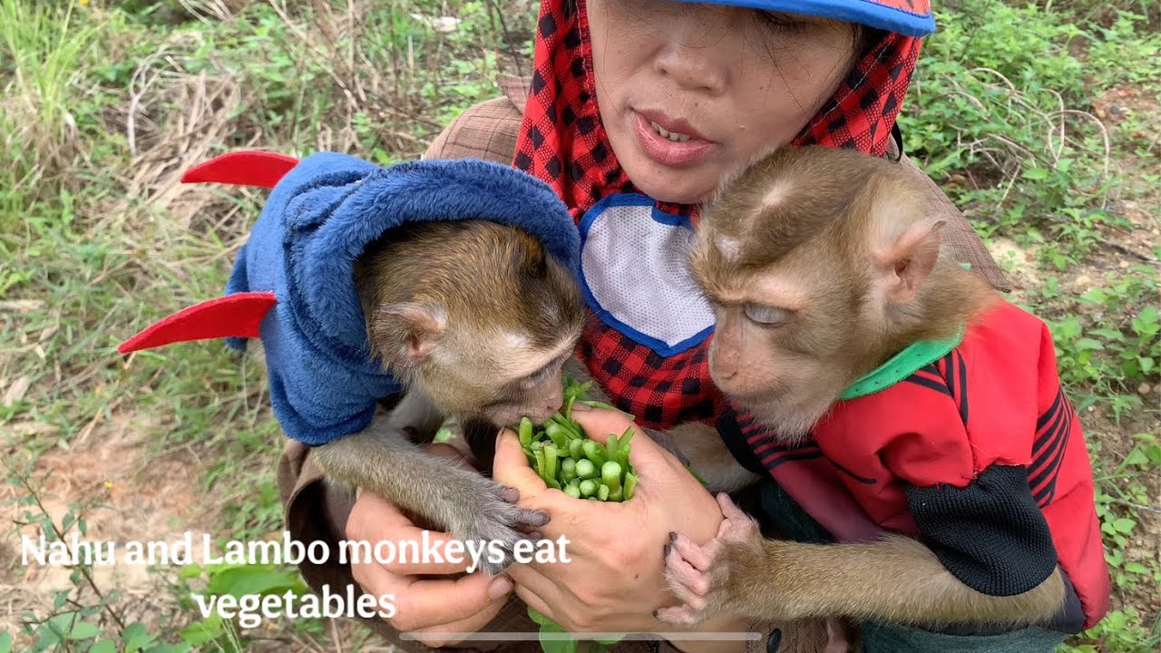 Lambo monkey and Nahu monkey harvest vegetables together