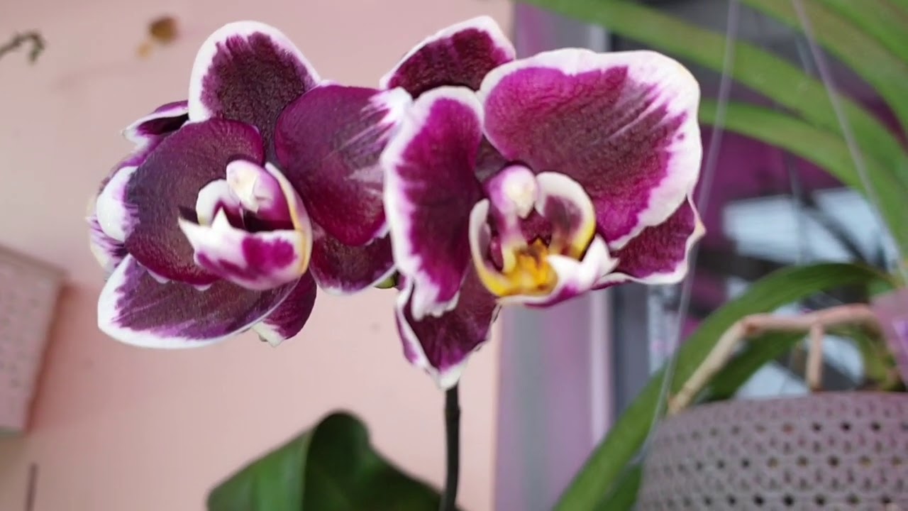 Цветение Trichocentrum и других..