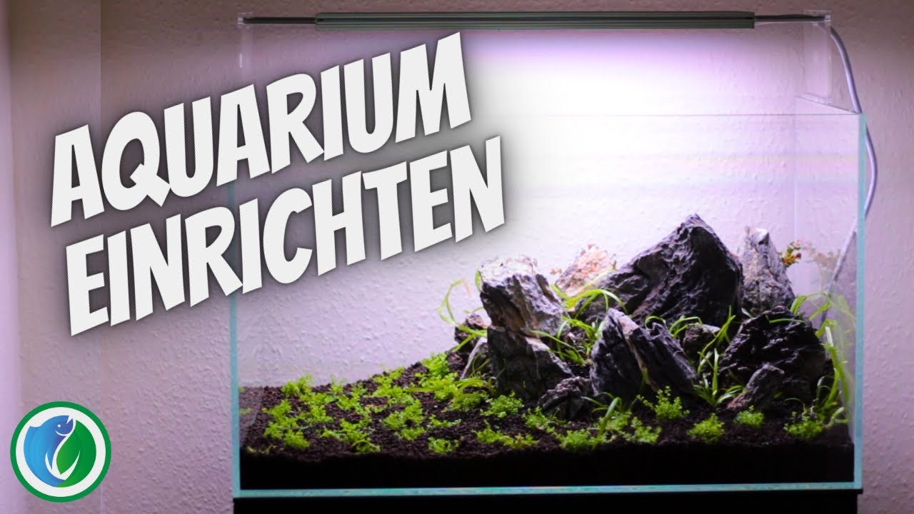 Aquaristik f&uuml;r Anf&auml;nger 5 - Aquarium einrichten