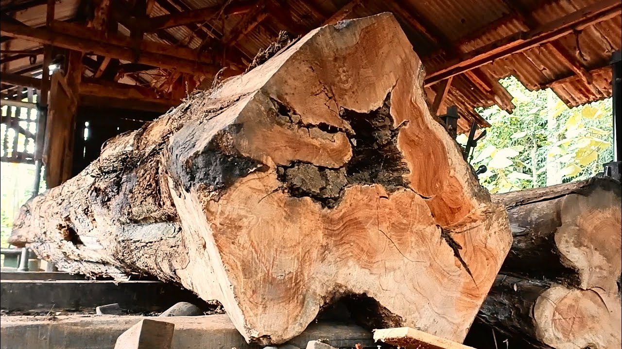 The incredible fibers of giant trees and the beautiful process of wood processing