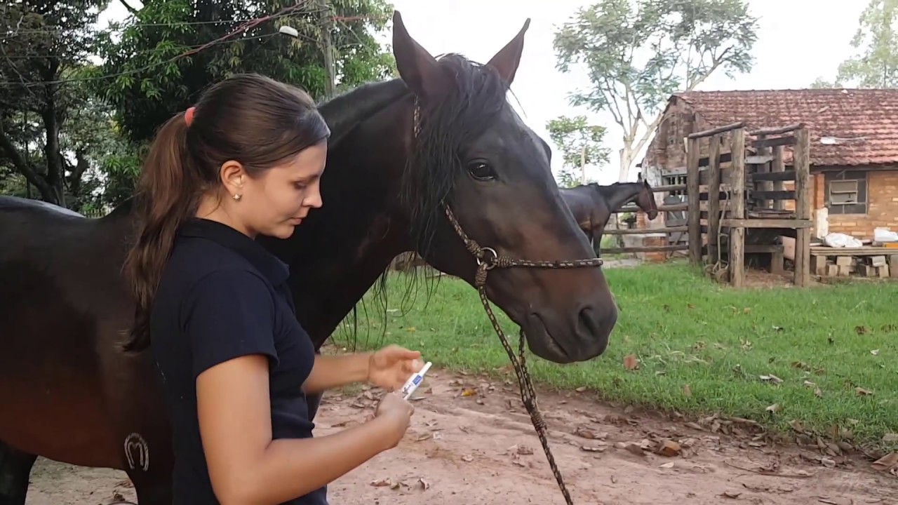 Manejo de cavalos com seguran&ccedil;a