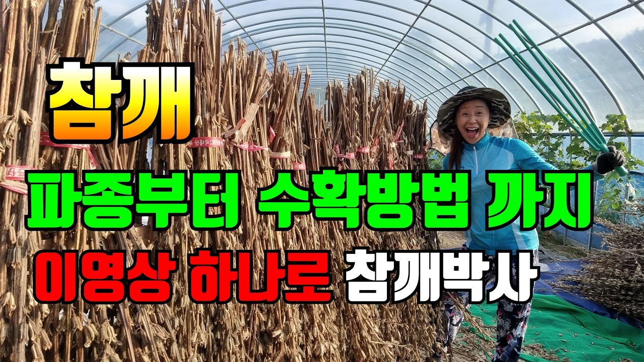 참깨재배 한번에 몽땅 몰아보기. 이영상 하나면 참깨박사 됩니다.