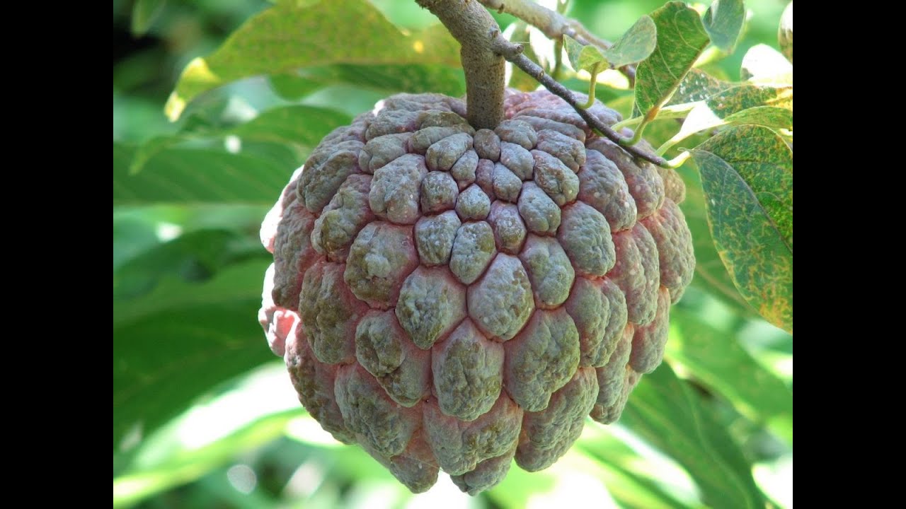 আতা ফল গাছ