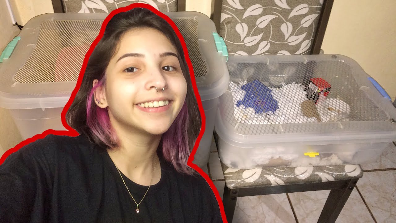 A ROTINA COM MEU HAMSTER! *atualizada*