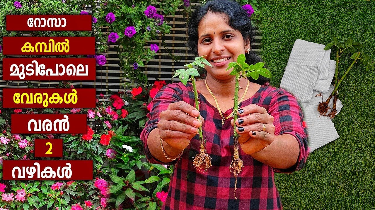 ഇനി റോസാ കമ്പിൽ വേര് വരാൻ ഒരു ടിഷ്യൂ പേപ്പർ മതി ഇത്ര എളുപ്പമോ |a tissue paper to take root in rose