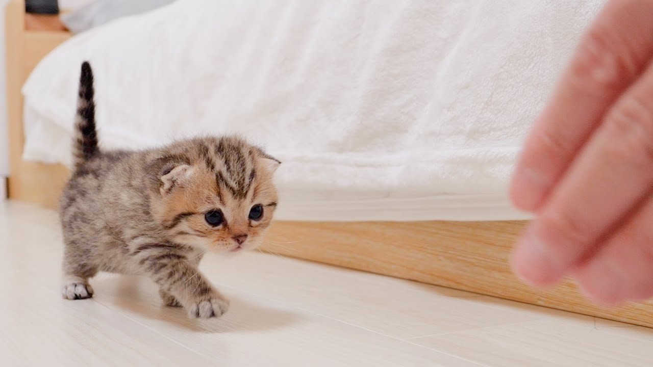When I called the kitten, it was so cute how it walked so hard towards me.