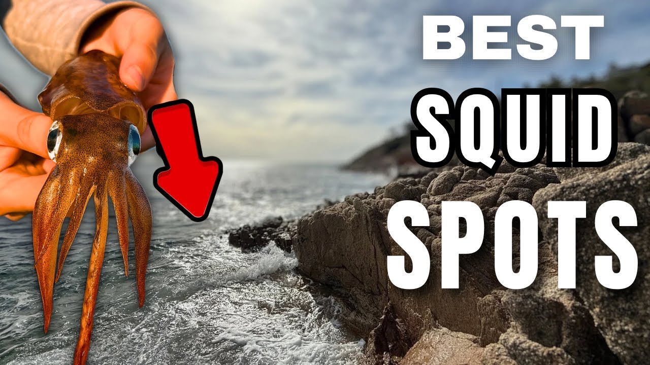 Squid Everywhere! Melbourne’s Best Land-Based Spots REVEALED 🦑