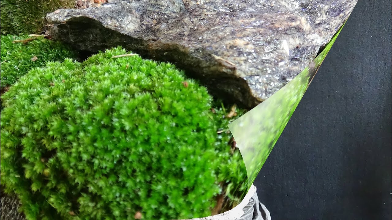 Parque Siquieroli - Buxus sempervirens (vídeo 1)