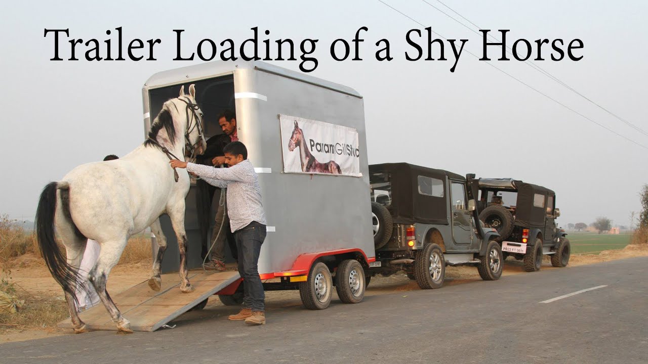 Trailer loading of a shy horse