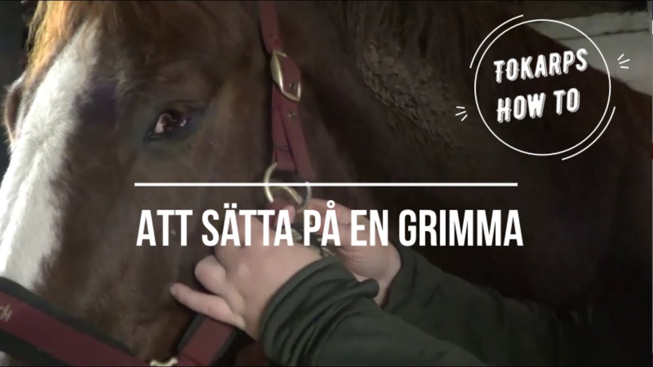 Att sätta på hästen en grimma!