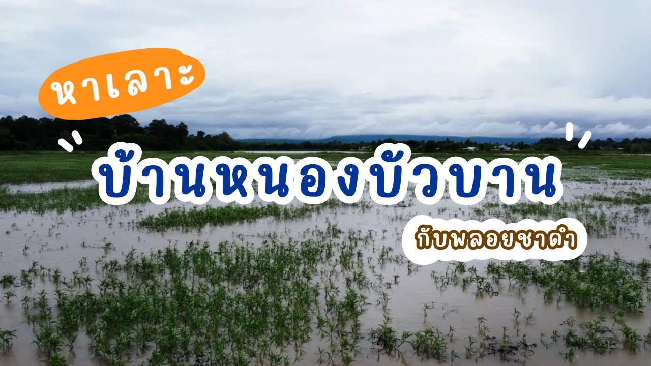 หาเลาะ บ้านหนองบัวบาน ต.หนองบัวบาน อ.หนองวัวซอ จ.อุดรธานี / พลอย ชาดำ