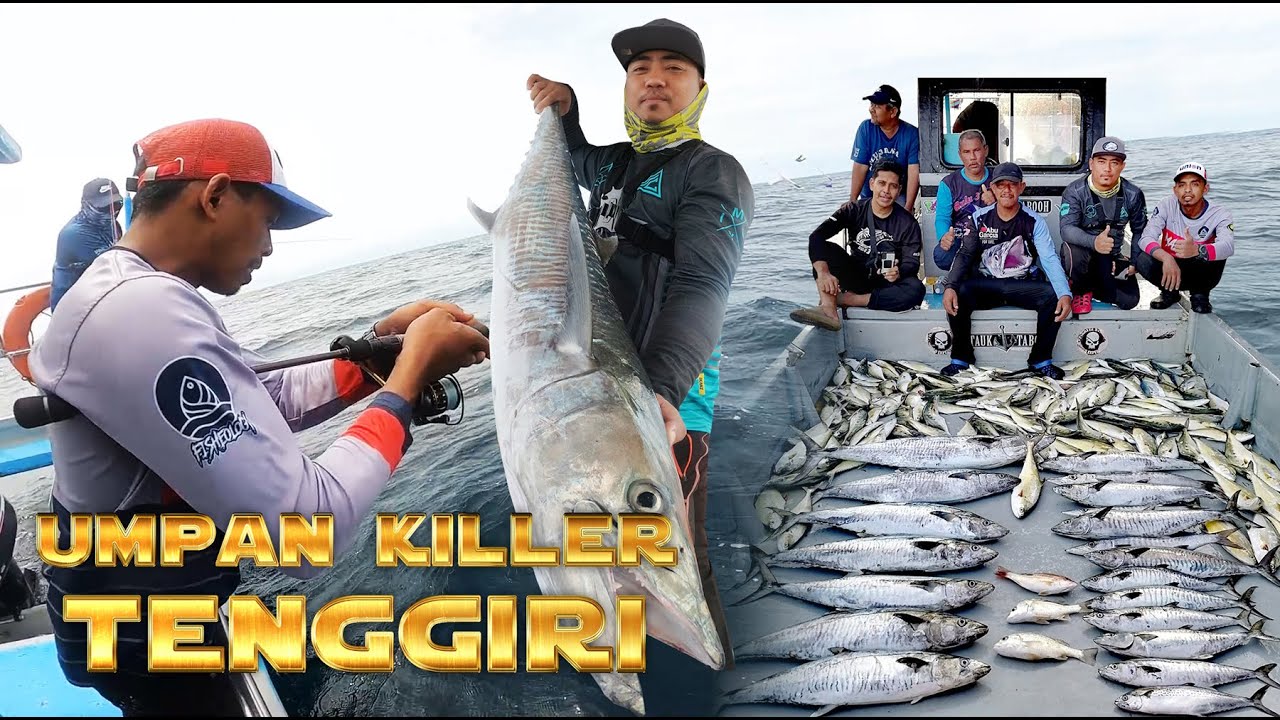 Tenggiri Talang Makan Ramah - Gasak Tuas Yas Jambang Perlis