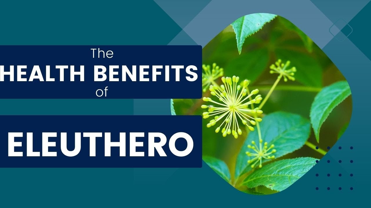 The Benefits of Eleuthero: A Natural Adaptogen