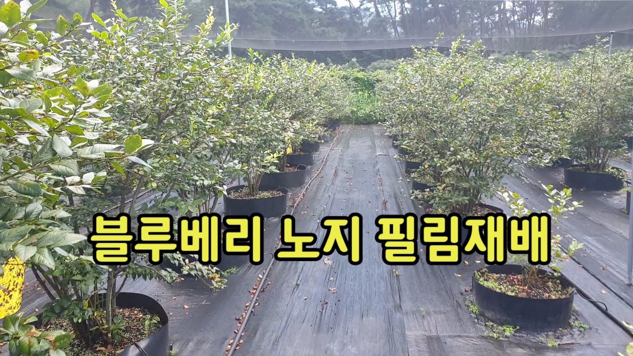 블루베리 노지 필림재배