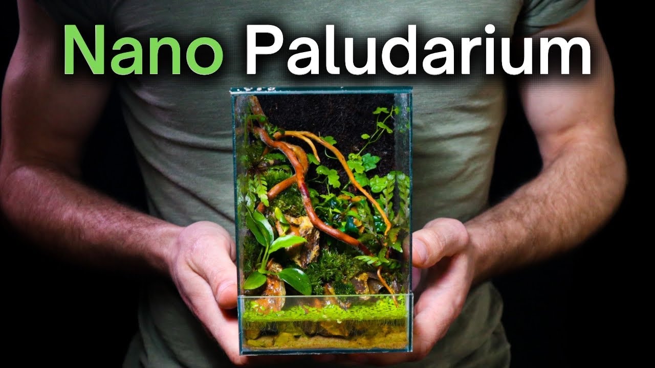 How To Make a Mini Paludarium! Step By Step Beginner Tutorial
