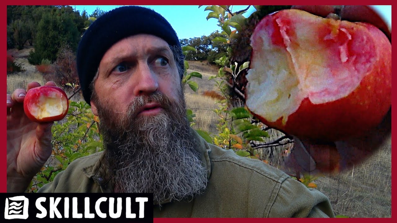 We Have Some Winners! Hunting for New Red Fleshed Apples In the Orchard