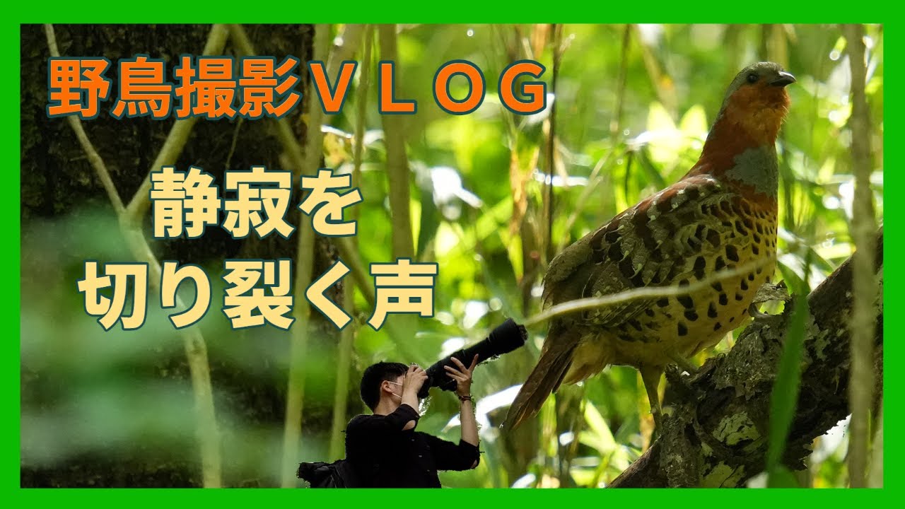 野鳥撮影Vlog 野鳥観察の聖地でけたたましく鳴く声| 八王子「小宮公園」 | コジュケイ、ヤマガラ、ガビチョウなど |Birdwatching shot on SONY a7Ⅳ