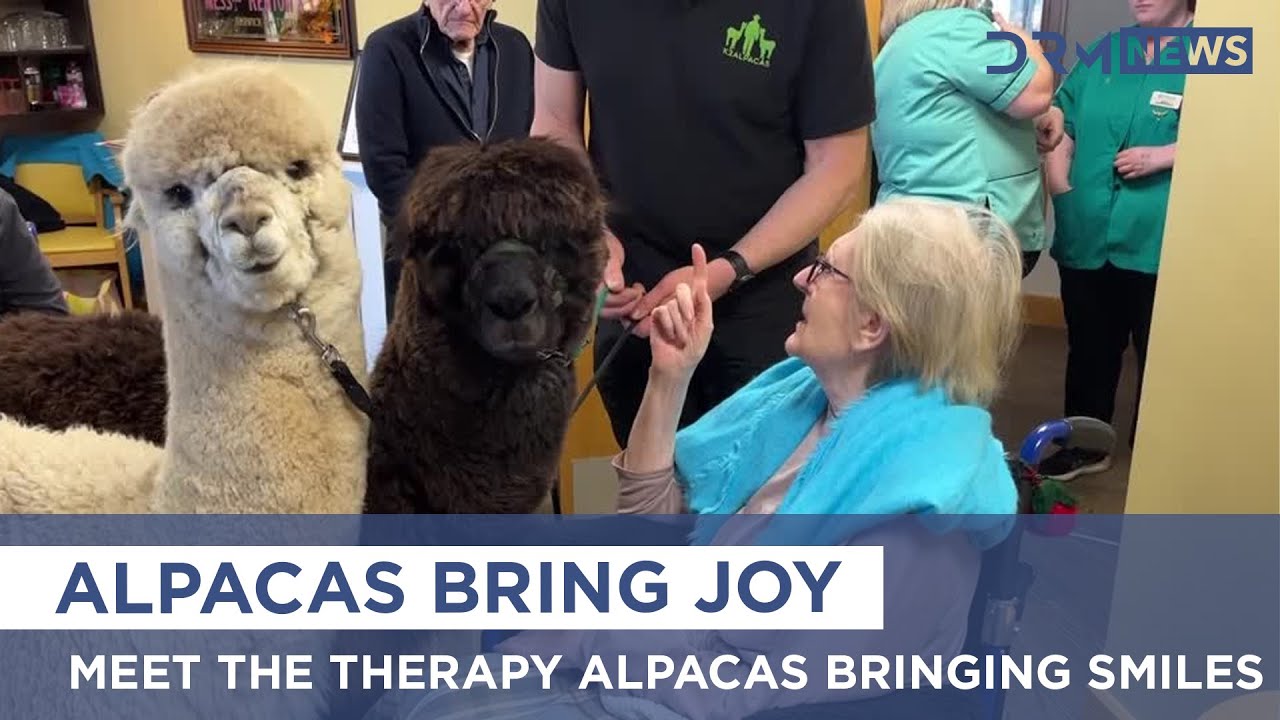 Heartwarming: Alpacas Bring Therapy to Elderly in Ireland | AO15