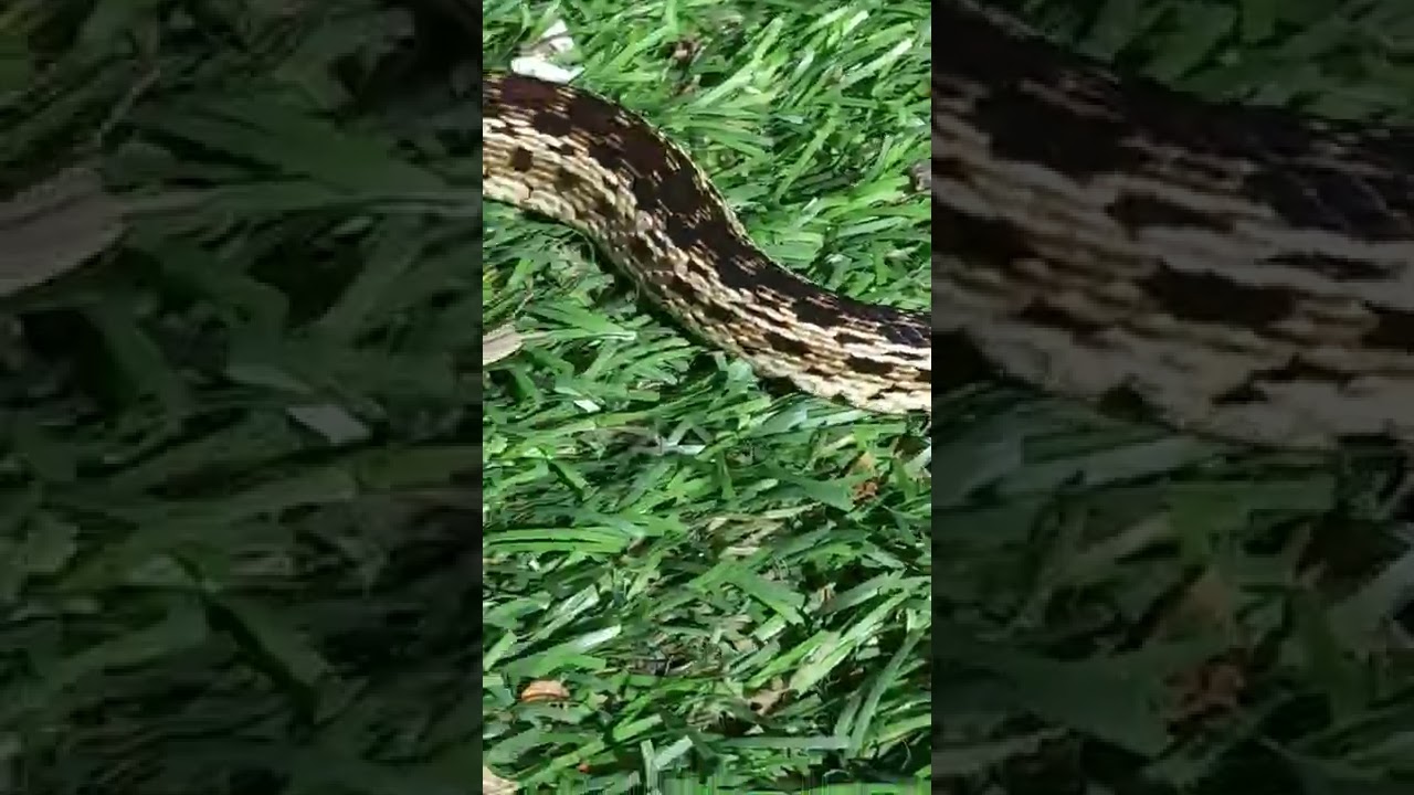 W.C. Pacific Gopher Snake Yearling Sex Unkown Pet. Friendly 💓 Pet Snake Enjoys some Enrichment time.
