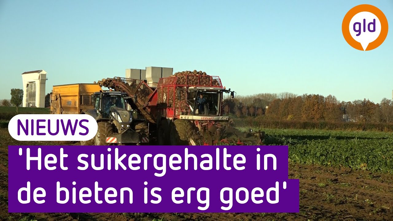 Meevaller voor boeren: de suikerbieten doen het (eindelijk) goed