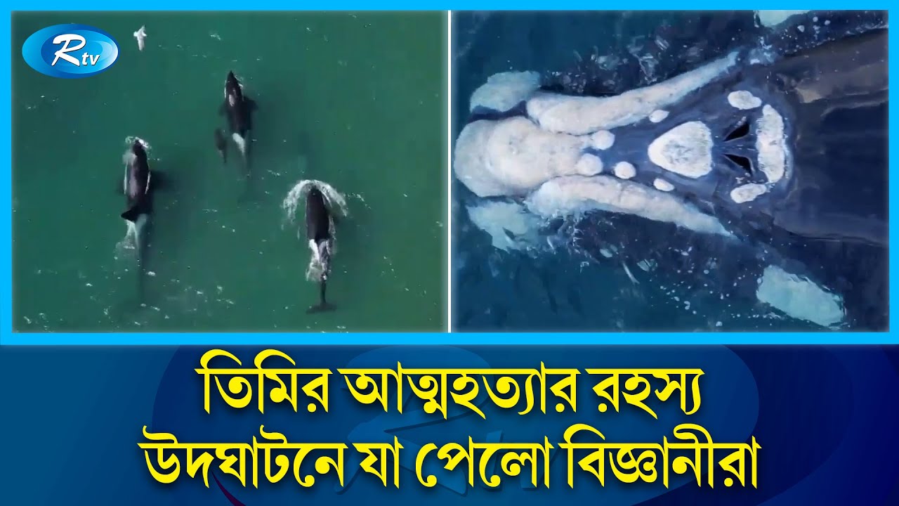 তিমিদের প্রেম, কষ্ট ও সামাজিকতা নিয়ে  যা পেলো বিজ্ঞানীরা! | Whale | Mystery | Discovery | Rtv News