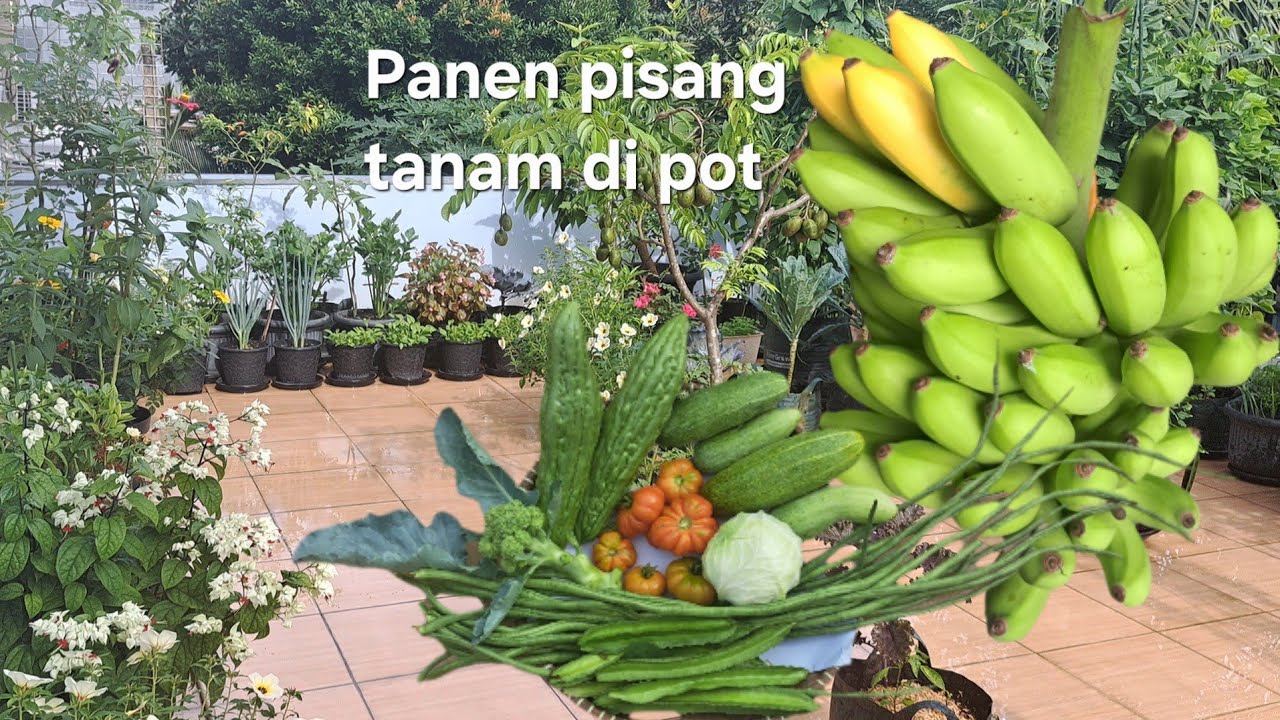 Berkebun di bulan Ramadhan, panen pisang di pot, panen bermacam sayuran, ngabuburit di kebun 