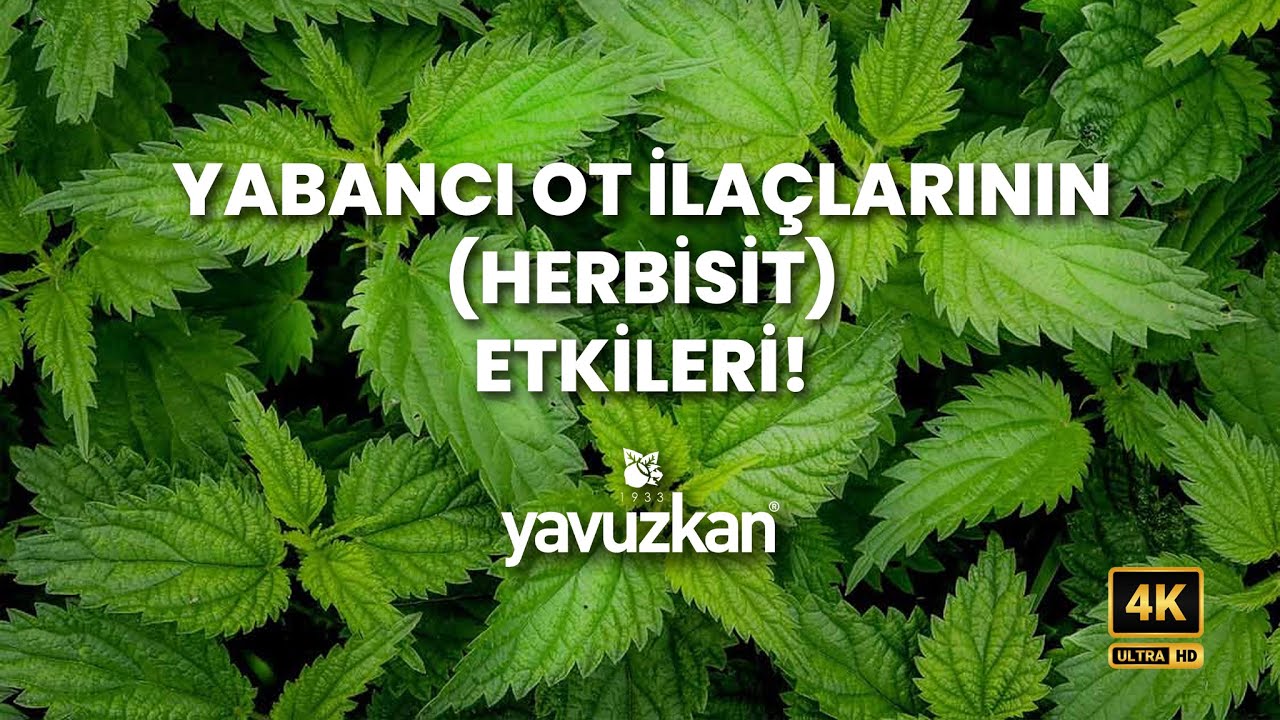YABANCI OT İLA&Ccedil;LARININ (HERBİSİT) ETKİLERİ