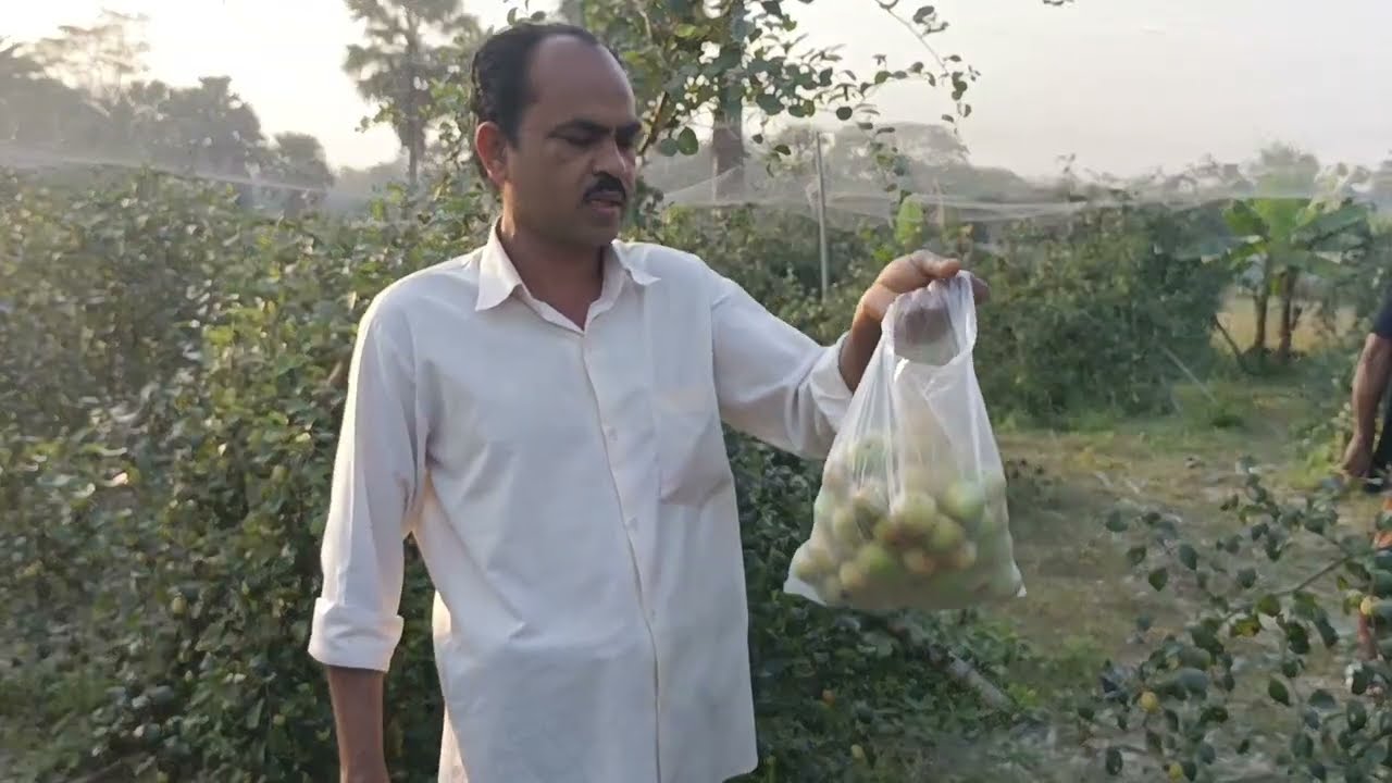 বাংলাদেশে সর্বপ্রথম আমরাই দিয়েছি বড়ই গাছ থেকে ছিরে কিনে নেওয়ার অফার অফার পেয়ে আনন্দিত কাস্টমার 