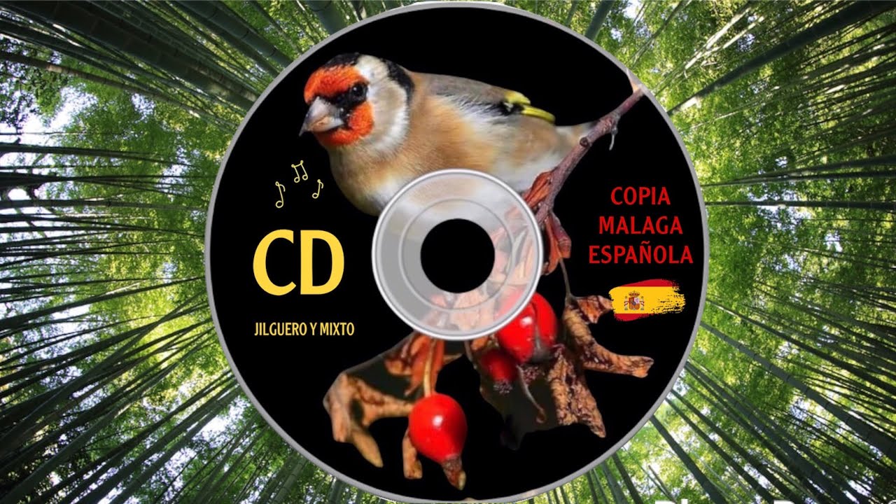 Copia Malaga CD 💿 Limpio para memorización niños jilguero y mixto | CD Goldfinch